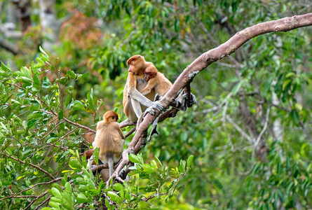 一种雌性长鼻猴鼻幼猴，在自然栖息地有一只幼崽。 长鼻猴在印度尼西亚被称为贝坎坦。 原产于东南亚婆罗洲岛。 印度尼西亚