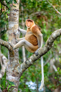 龙须猴的雄性坐在婆罗洲岛野生绿色热带雨林的一棵树上。 在印度尼西亚被称为贝坎坦的长鼻猴鼻毛猴