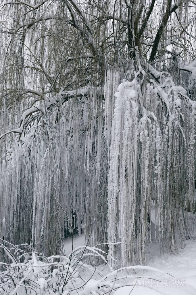 冬季景观与树7