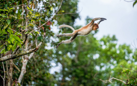 普罗诺西斯猴子在婆罗洲岛野生绿色热带雨林的一棵树上跳跃.