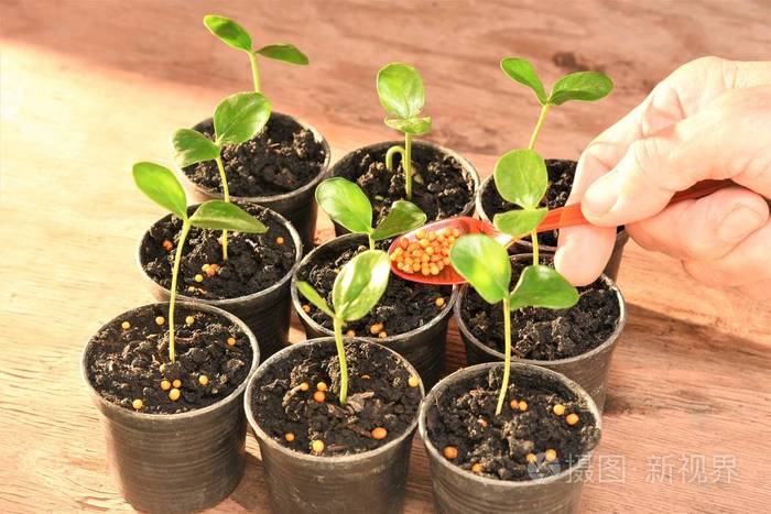 在花盆里给年轻植物施肥