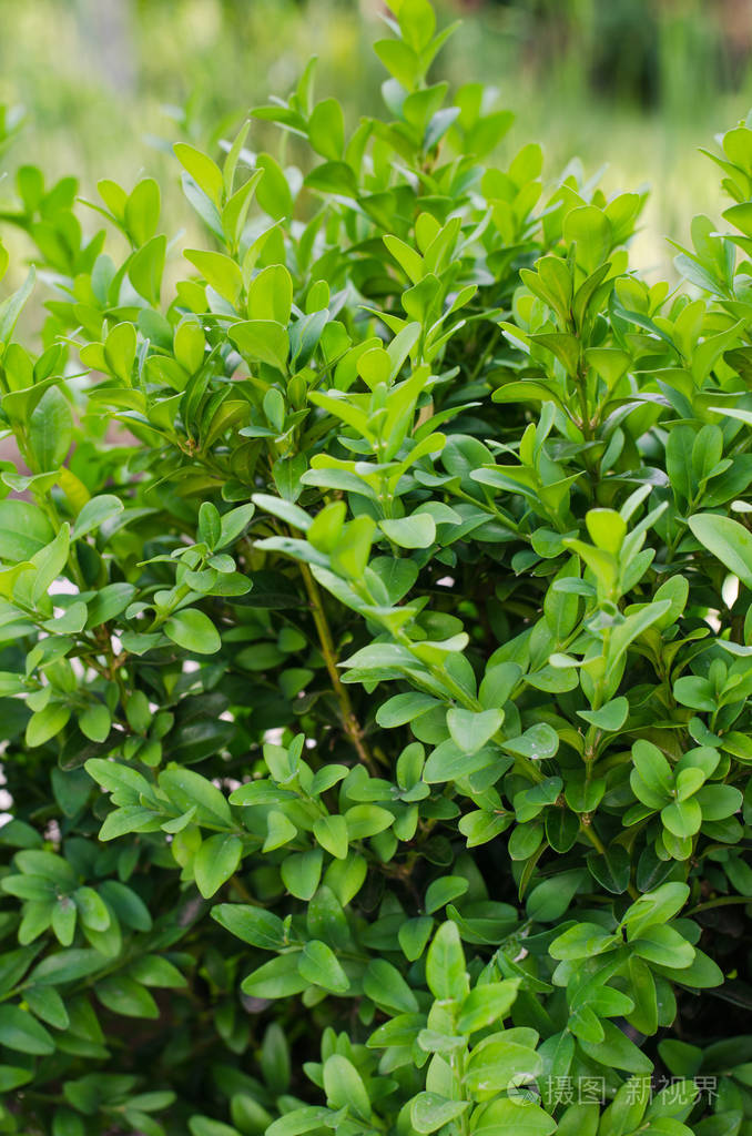 鲜绿色黄杨叶黄杨北美