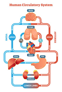 人体循环系统矢量图解图血管方案