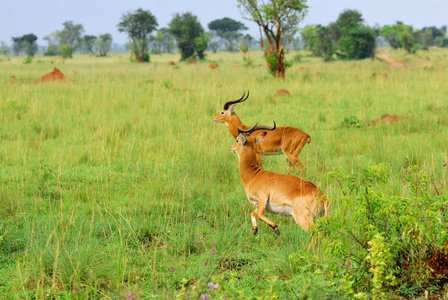 羚羊苇，乌干达，非洲