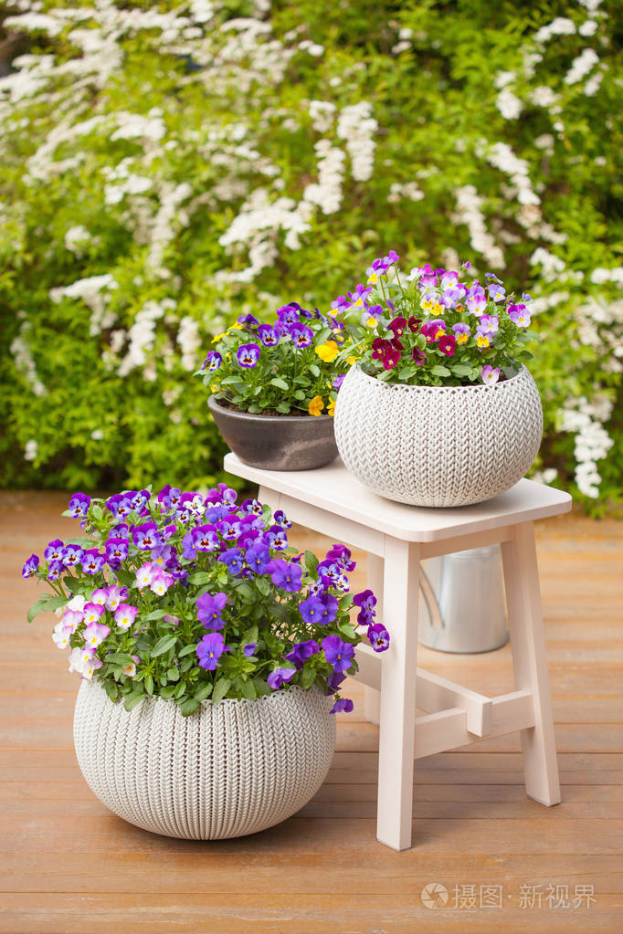 美丽的三色堇夏天花在花园里的花盆