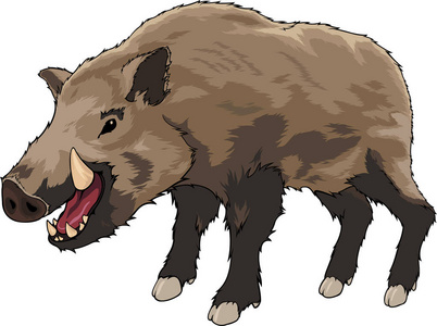 白色背景的孤立卡通野猪照片