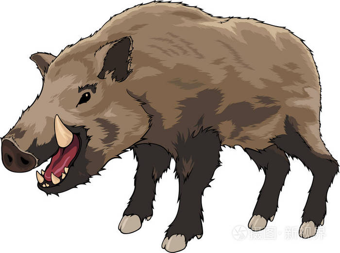 白色背景的孤立卡通野猪插画-正版商用图片1148n2-摄图新视界