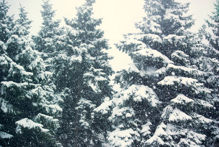 降雪和杉树的照片