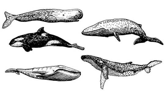 矢量墨水手绘鲸鱼图标集