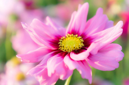 粉红色的宇宙花雏菊在花园里开花