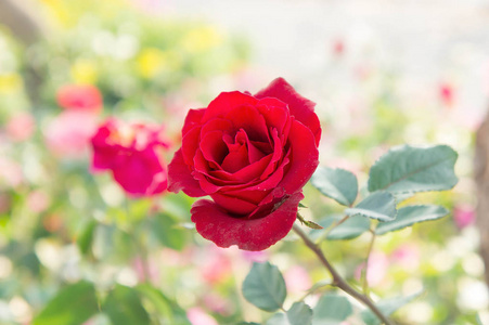 在花园,色彩鲜艳的玫瑰红色月季花照片