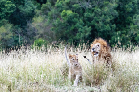 成年雄狮在非洲肯尼亚的高大草地上照顾一只小幼狮
