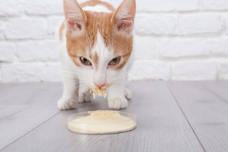 幼红小猫从培养杯中吃干酵母提取物