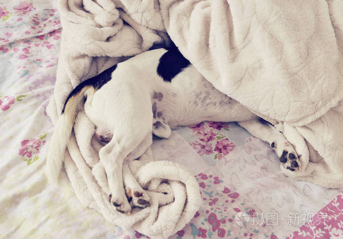 可爱的小狗躺在毯子下他的头