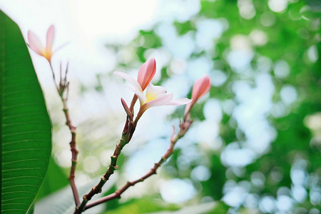 两朵花含苞，两朵花盛开。