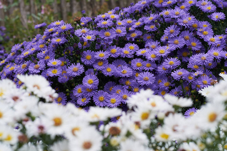 公园里的青花花