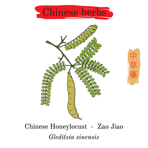 中国草药。中华 honeylocust 皂荚