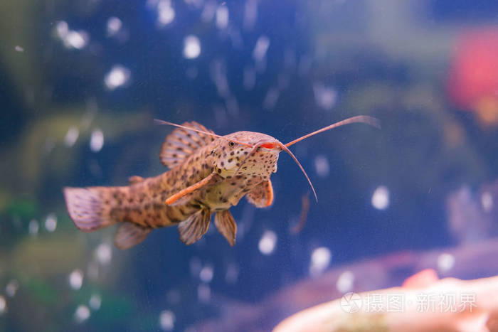 水族馆的小鲶鱼