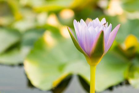 紫莲花对水的选择性聚焦，自然景观背景