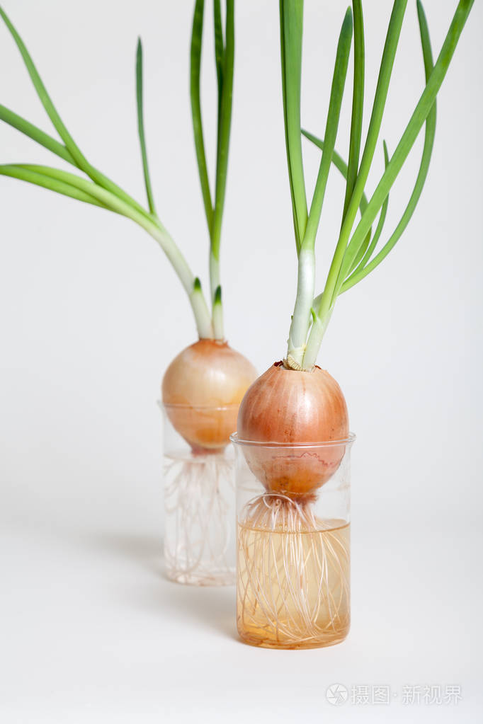 两洋葱绿茎在透明烧瓶中生长