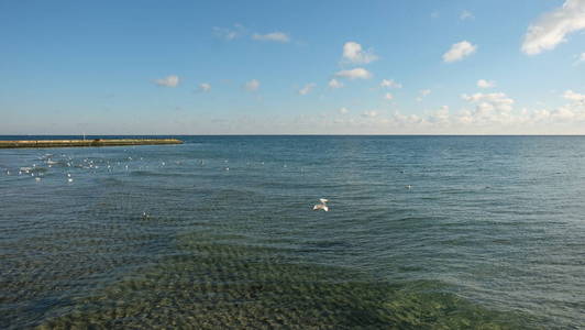 几只海鸥在一片平静的海面上割草，背景是蓝天和云彩。