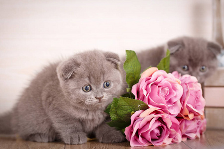 一对可爱的猫在一束玫瑰附近