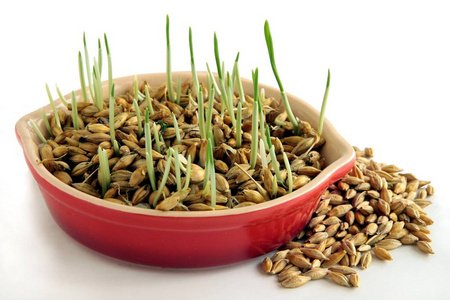 大麦种子萌发照片