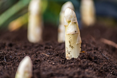 芦笋白芦笋紫图片