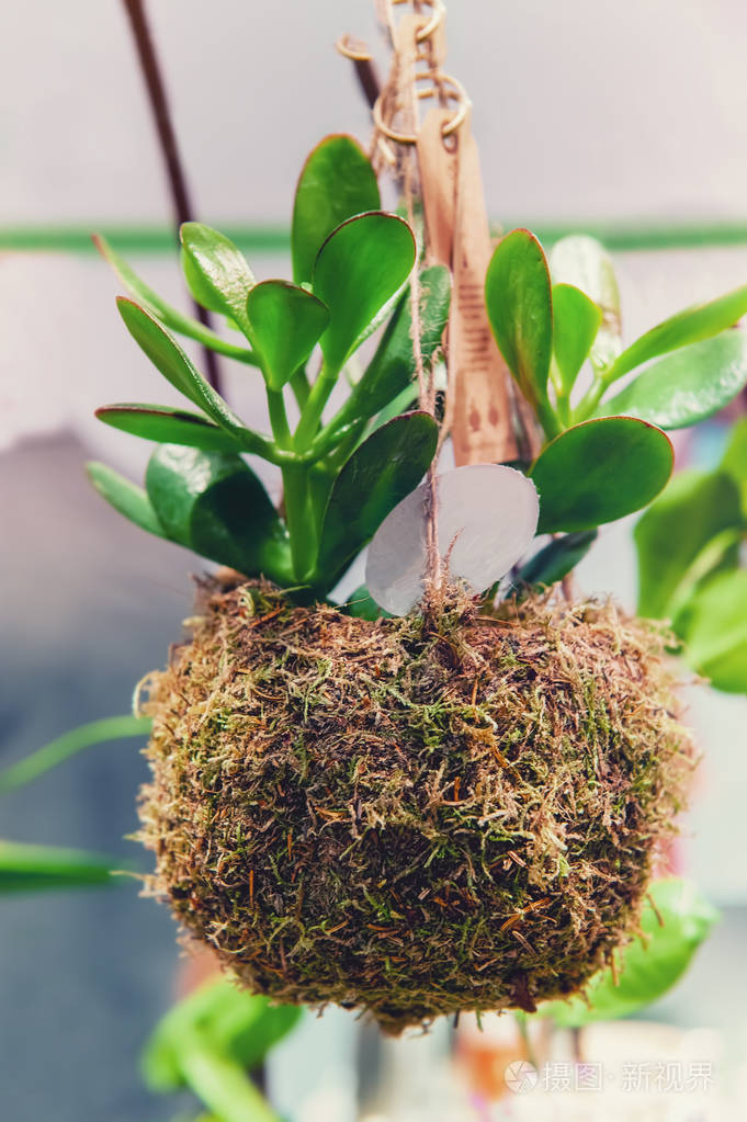 在适应的种植与自然材料和垂悬的青苔的多汁的玉的年轻植物.