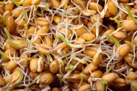草籽发芽的小麦草籽, closeup.texture.organic.vegan 的食物.