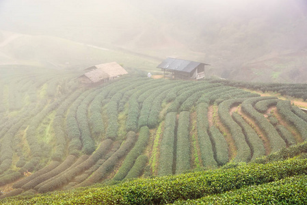 雾天早上2000年茶园景观景观