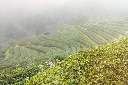 雾天早上2000年茶园景观景观