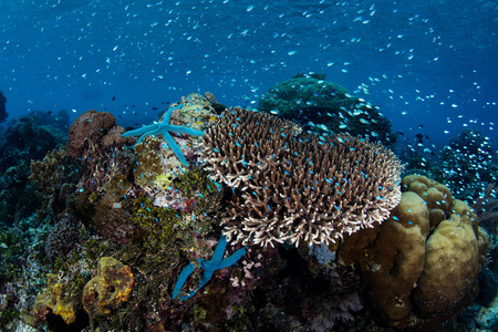 五颜六色的鱼游在印度尼西亚奥洛尔岛附近一个生机勃勃的珊瑚礁周围。 这个热带太平洋区域拥有大量的海洋生物多样性。