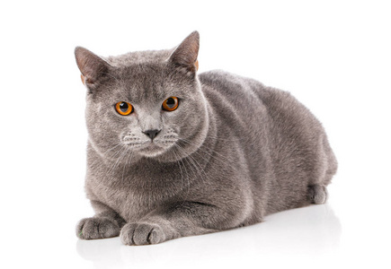 动物, 猫, 宠物概念chartreux 猫