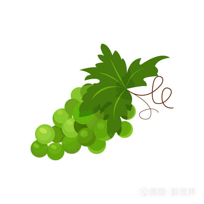 绿葡萄科卡通矢量插画