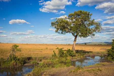 非洲风景与树肯尼亚