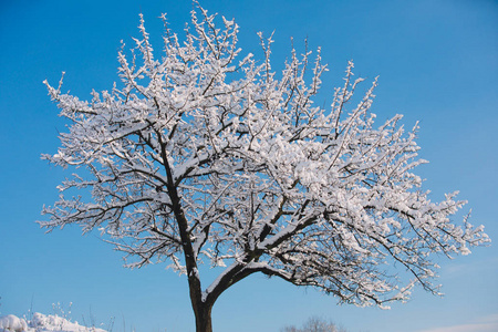 白色树与雪在分支反对蓝色冬天天空背景