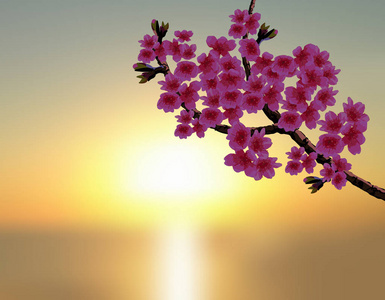 樱花在美丽的夕阳背景下。盛开的樱桃树上的一枝郁郁葱葱的弯曲的树枝, 有紫色的花朵和花蕾。图