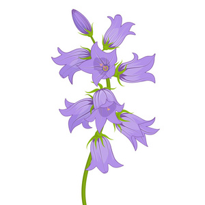 紫色铃铛花图片-紫色铃铛花素材-紫色铃铛花插画-摄图新视界