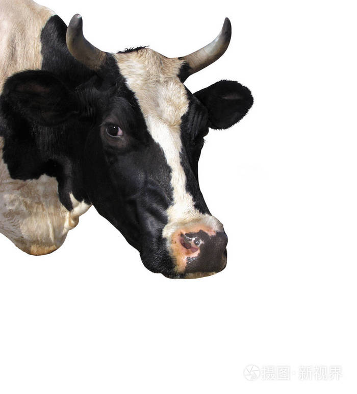 白色背景下的奶牛隔离