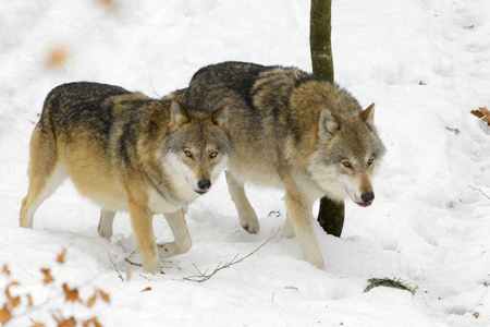 两只成年欧亚狼犬狼疮狼疮在雪地里行走
