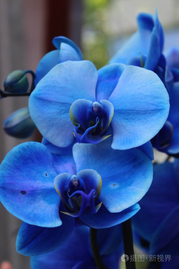 蓝色兰花, 花