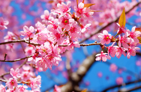 美丽的樱花,粉红色的樱花花,春天有蓝天. 软焦照片
