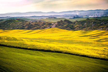 Arbia, Tuscany. Hills cultivated with wheat and canola, with its
