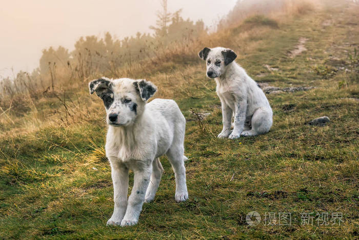 两只美丽的白山幼犬，黑斑，塞拉山，罗马尼亚