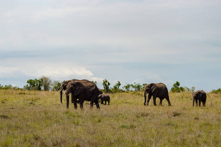 大象和他的幼崽在 northw 的马拉稀树草原公园