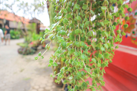 攀援植物或悬挂植物图片