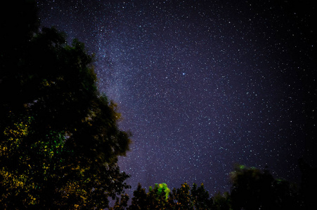 满天星斗的天空和树木在前景图片