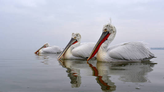 达尔马提亚电影Pelecanus crispus