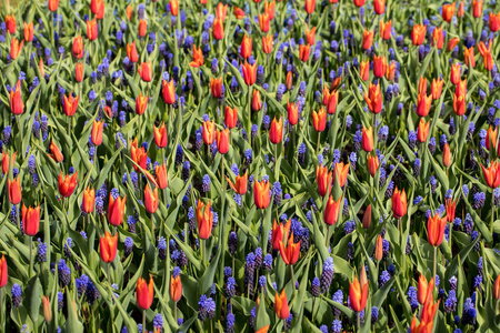 公园里盛开的红色郁金香和蓝色风信子